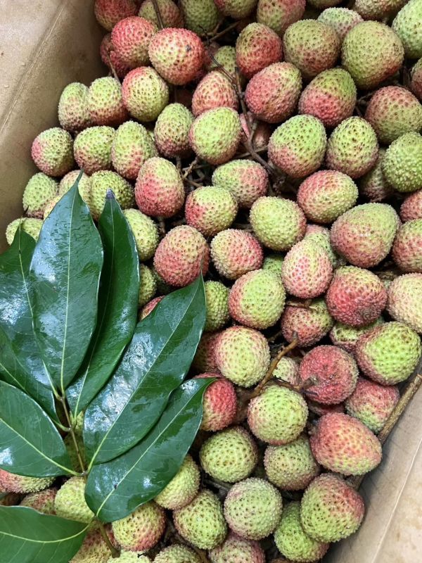 大樹玉荷包 