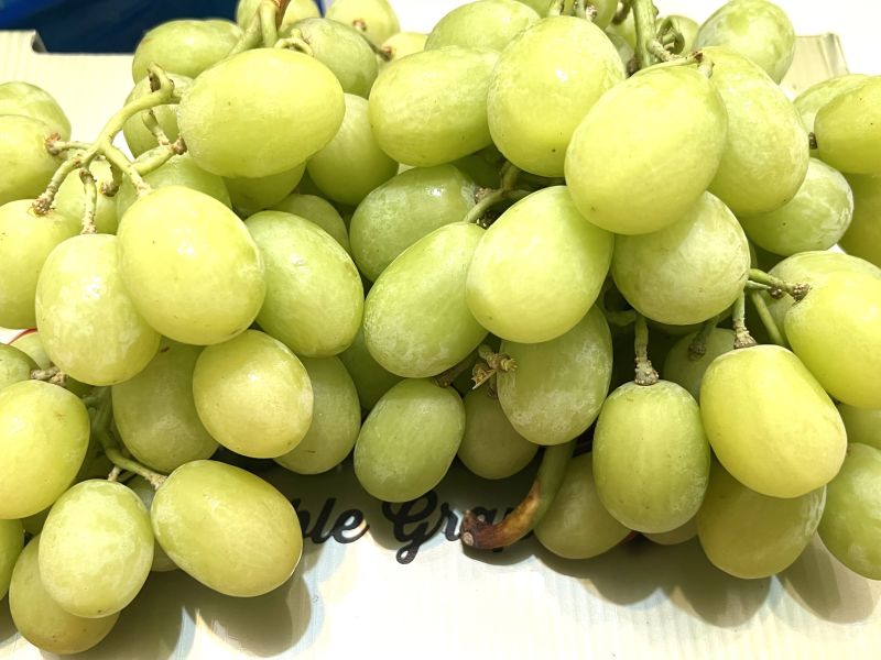 金標美國麝香葡萄 