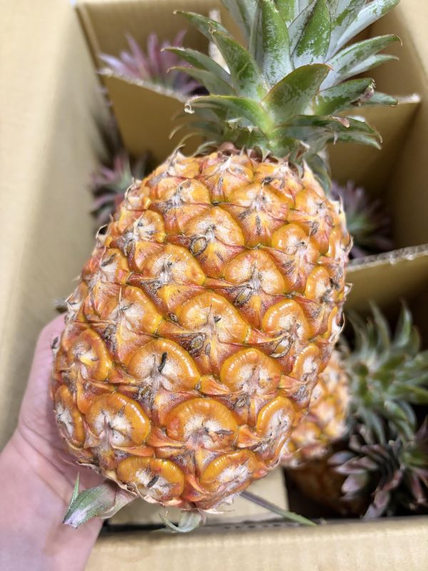 黑糖金鑽鳳梨 