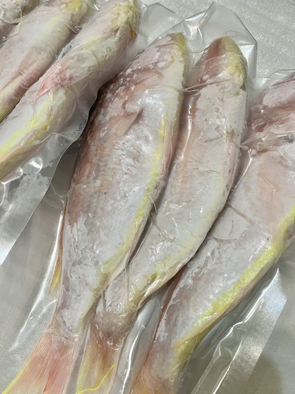 鮮凍金線魚 