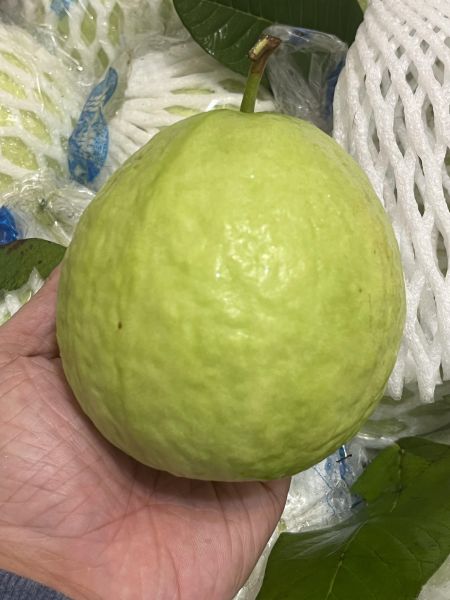 帝王芭樂 