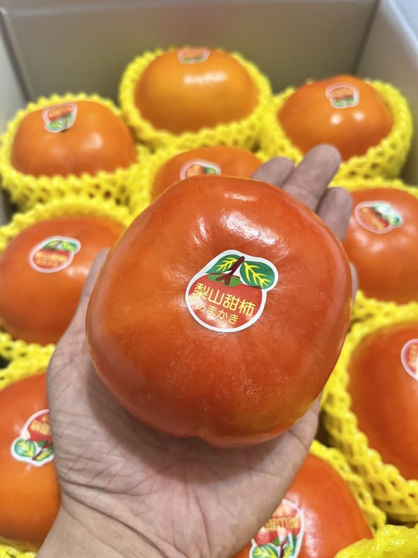 梨山富有甜柿 