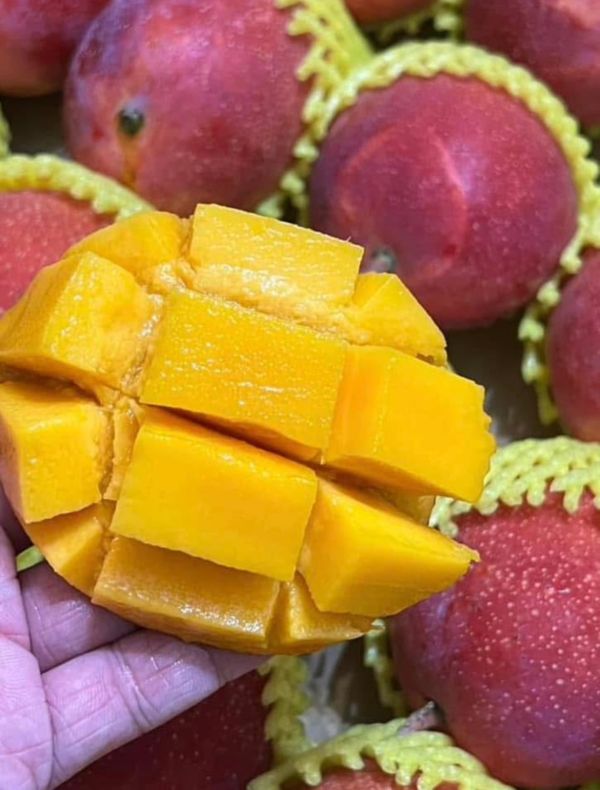 太陽果愛文 