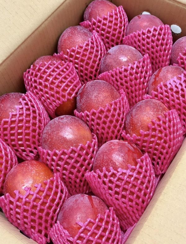 太陽果愛文 