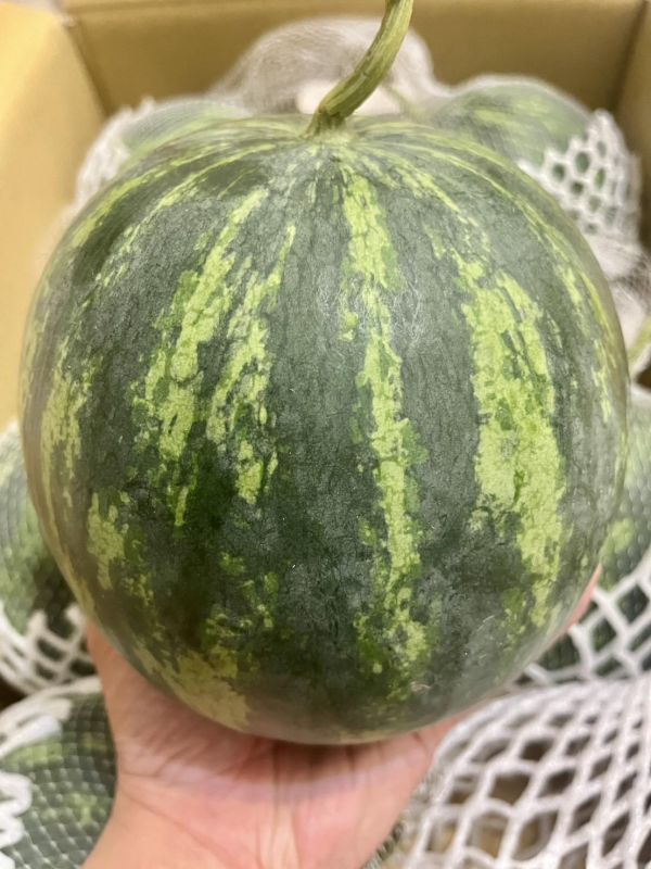 溫室小愛西瓜 