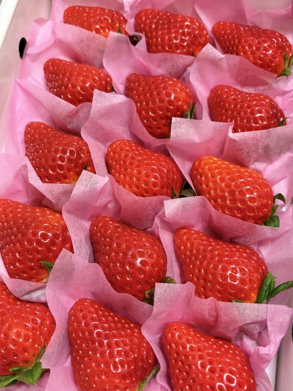 高知精品達摩草莓 