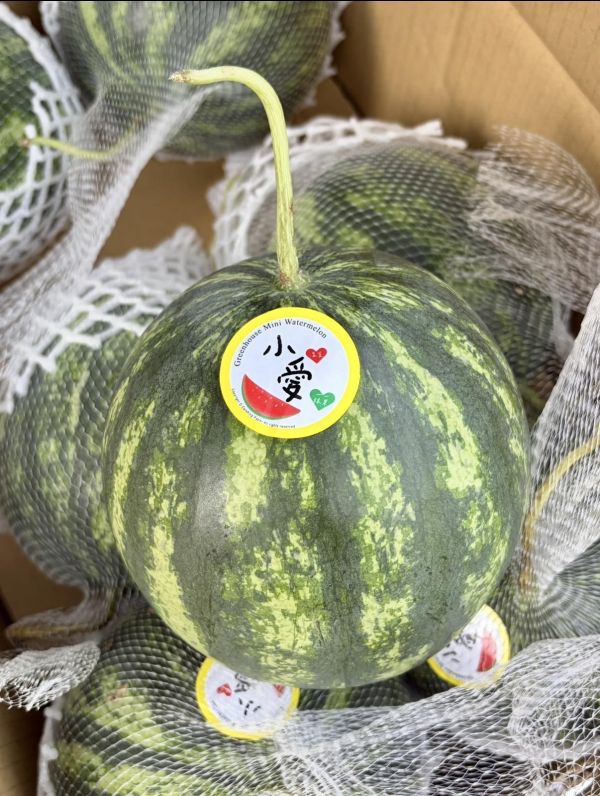 溫室小愛西瓜 