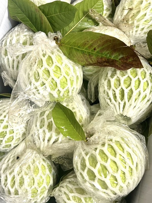 燕巢 帝王芭樂 