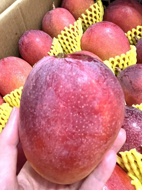 太陽果愛文 