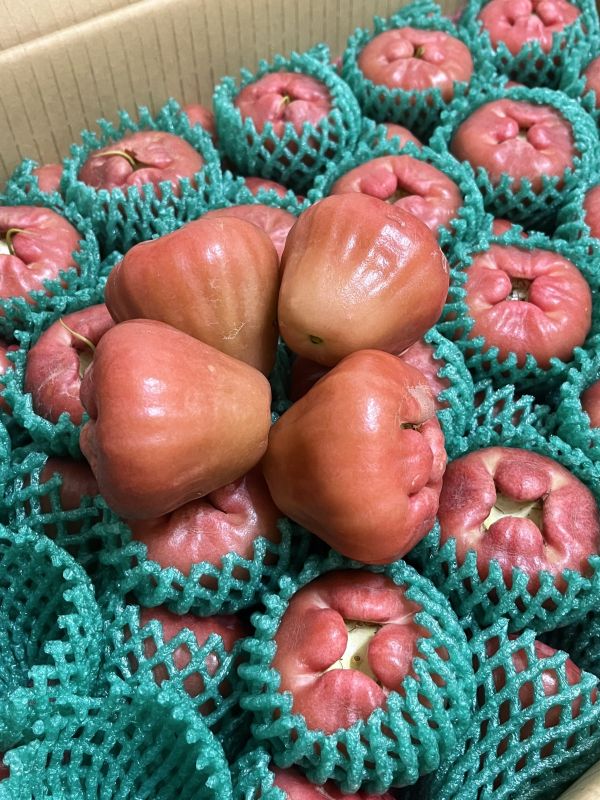 屏東黑珍珠蓮霧 