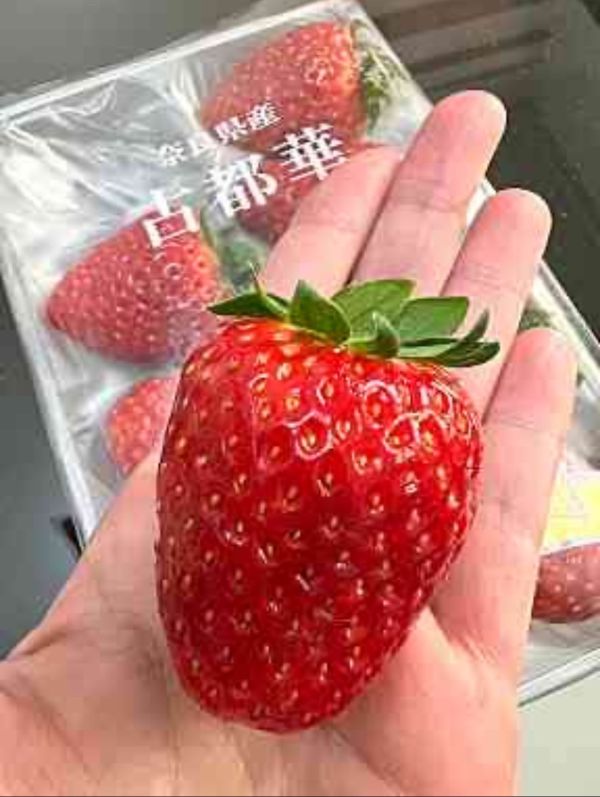 古都華草莓 