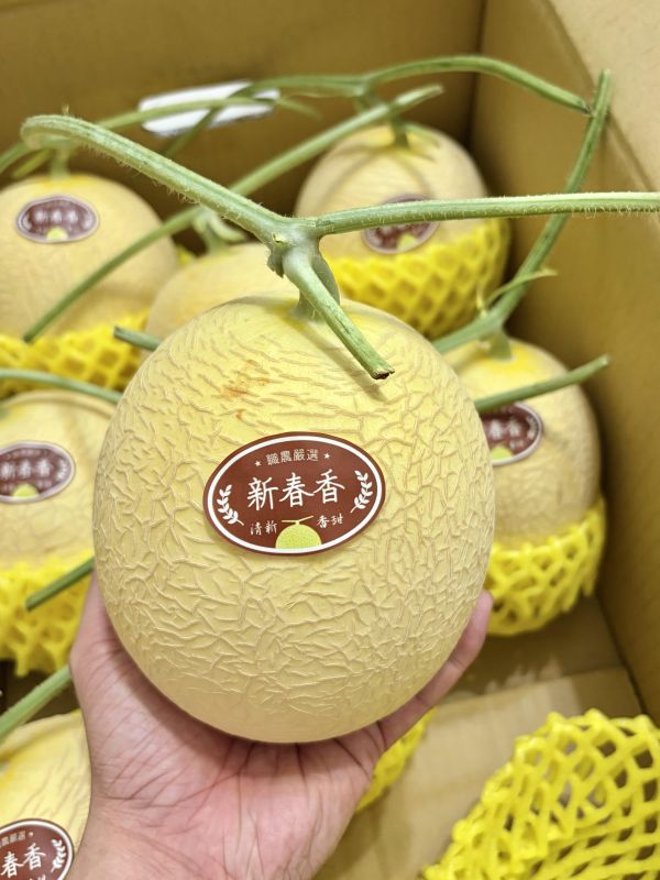 溫室新春香哈密瓜 