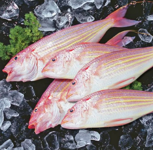 鮮凍金線魚 