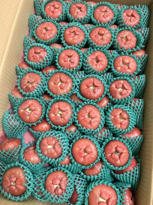 屏東黑珍珠蓮霧 