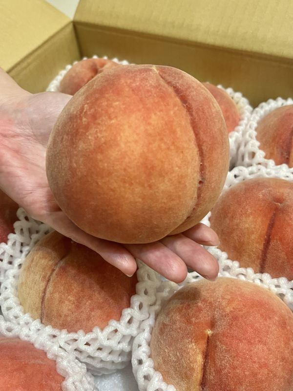 春日居水蜜桃 