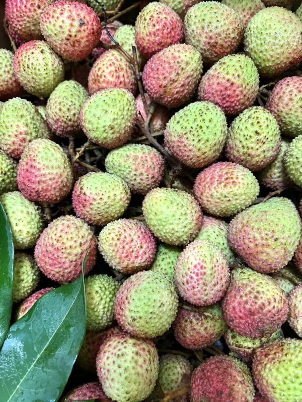 大樹玉荷包 