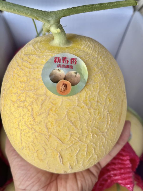 溫室新春香哈蜜瓜 