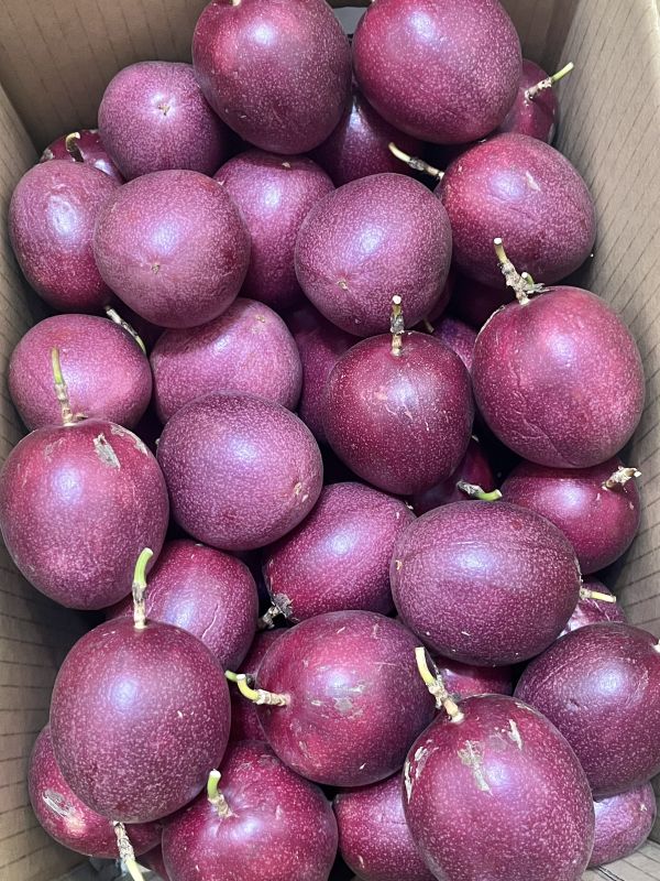 紫蜜百香果 