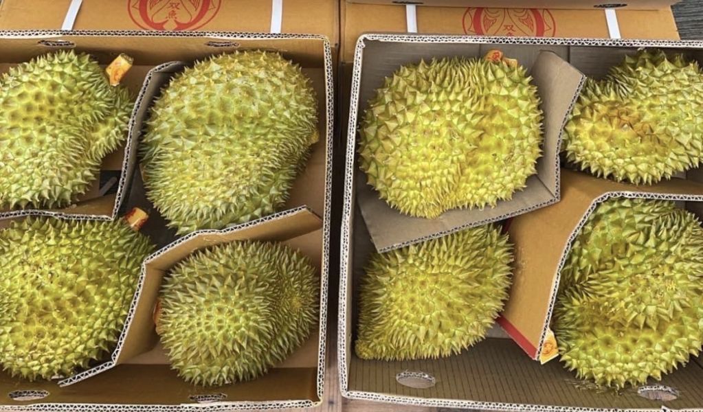 雙魚金枕頭榴蓮 