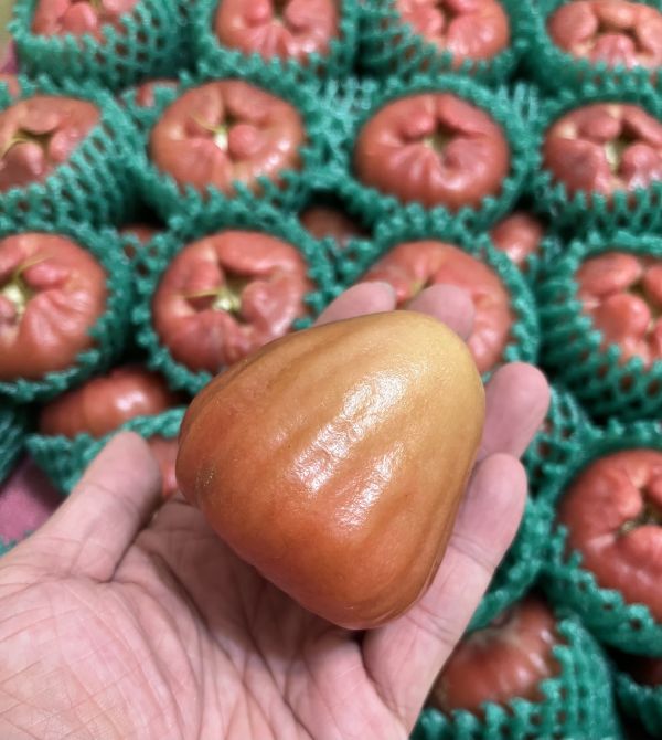 屏東黑珍珠蓮霧 