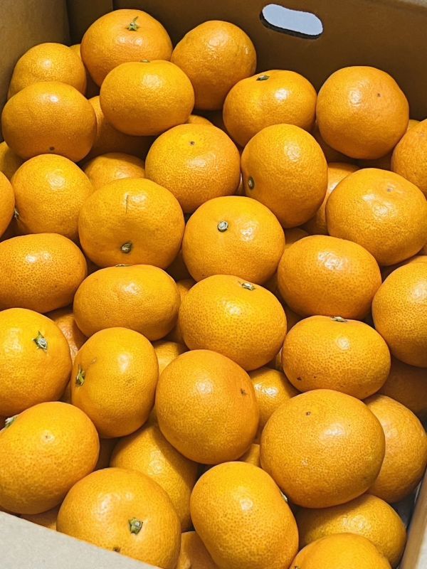 愛媛縣媛美月蜜柑 