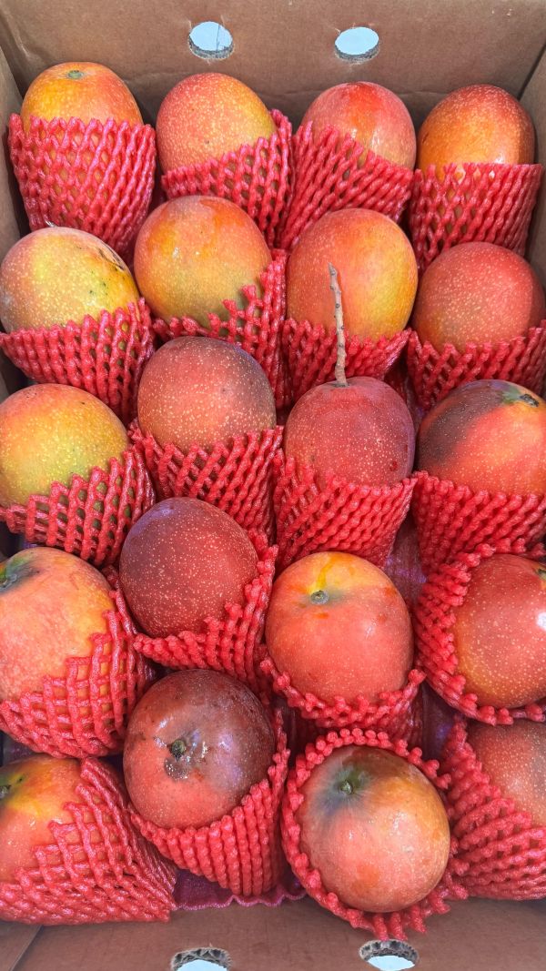 屏東-在欉愛文芒果 