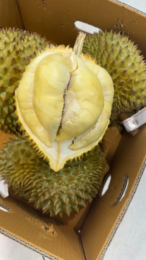 泰國聖火-金枕頭榴槤 