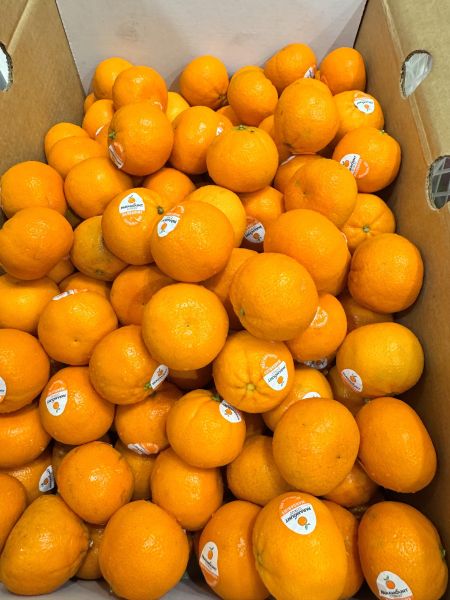 美國-砂糖橘一公斤裝 