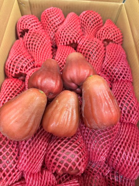 精品外銷-黑糖芭比蓮霧2斤 