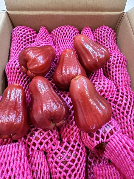 精品-大顆黑糖芭比蓮霧2斤 