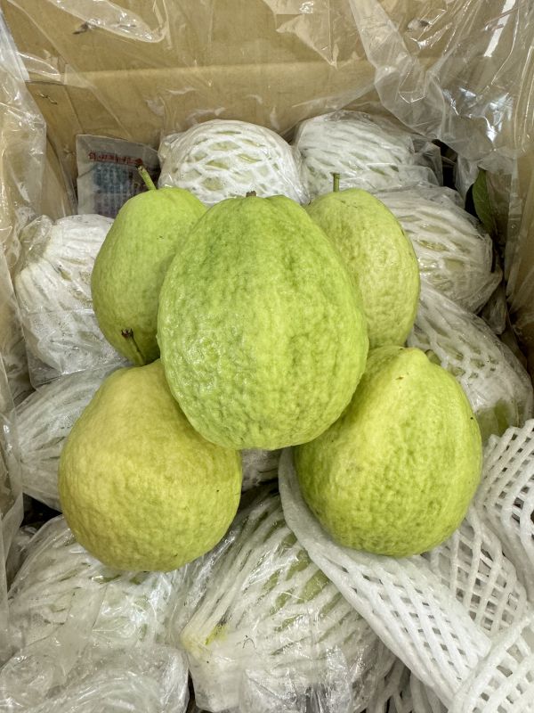 脆甜-大顆紅心芭樂4入 