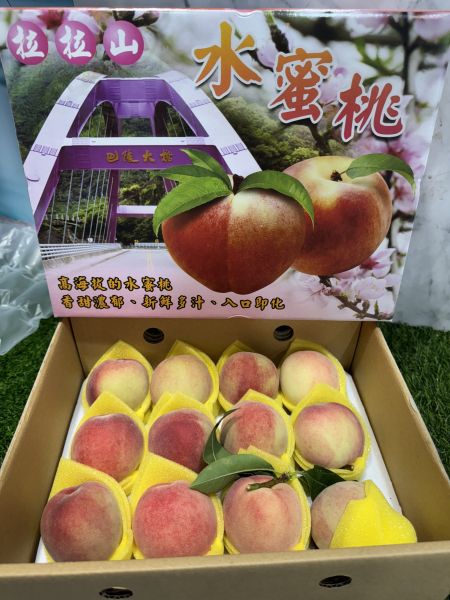 巴陵原生種-拉拉山五月桃 