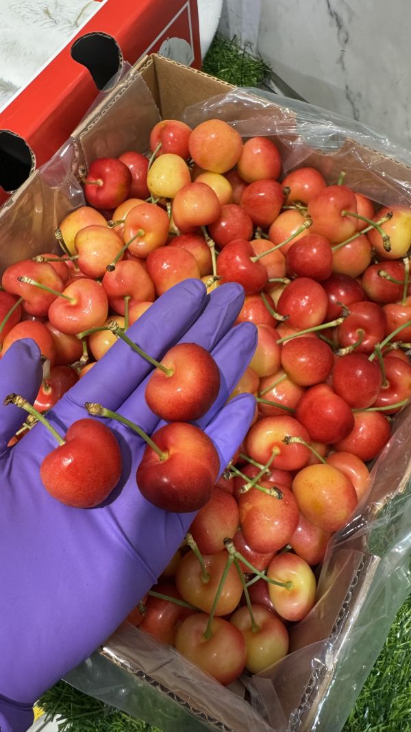 貨況美甜智利北極熊-空運白櫻桃3JD 