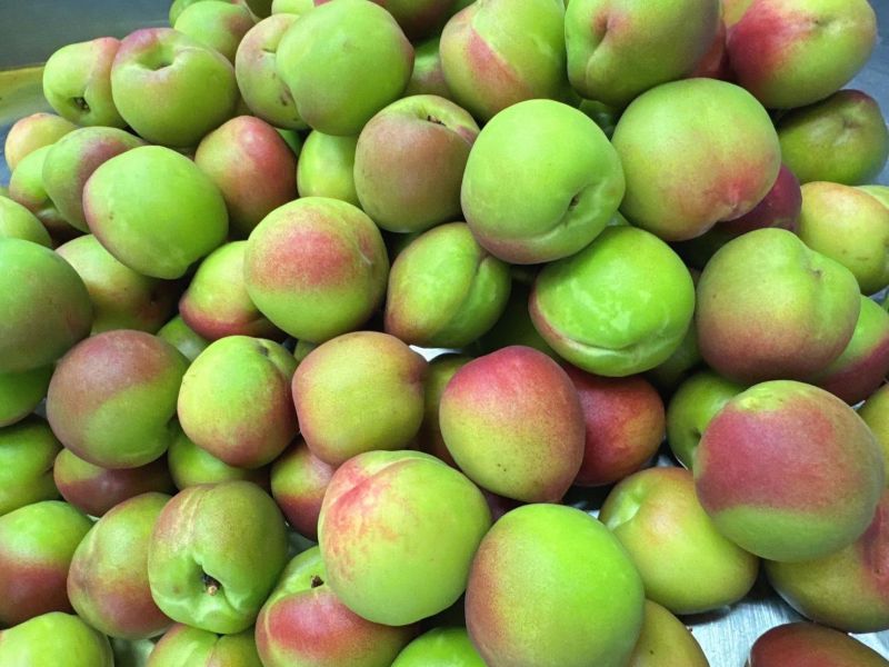 當天現醃-脆醃桃 