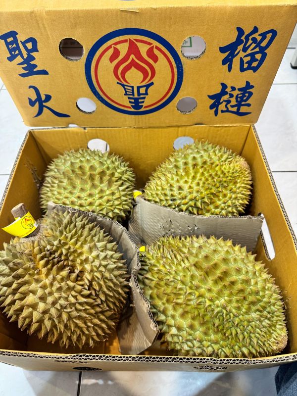 泰國聖火-金枕頭榴槤 
