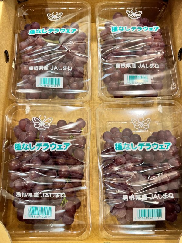 日本-珍珠香檳葡萄（單盒含盒重300g) 