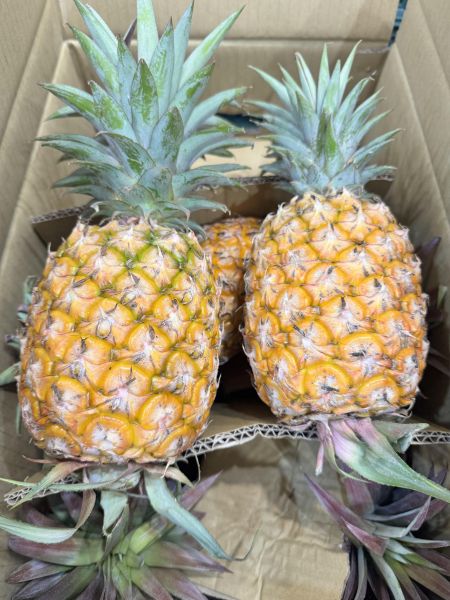 超甜黑糖-金鑽鳳梨（單顆約1.2公斤） 