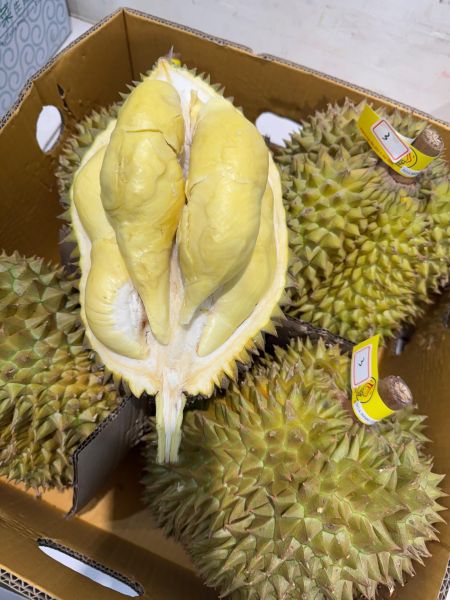 泰國聖火-金枕頭榴槤 