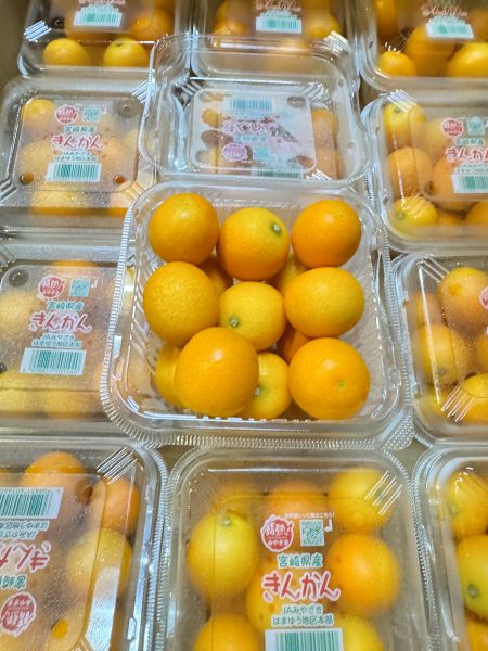 日本宮崎-盒裝金桔 