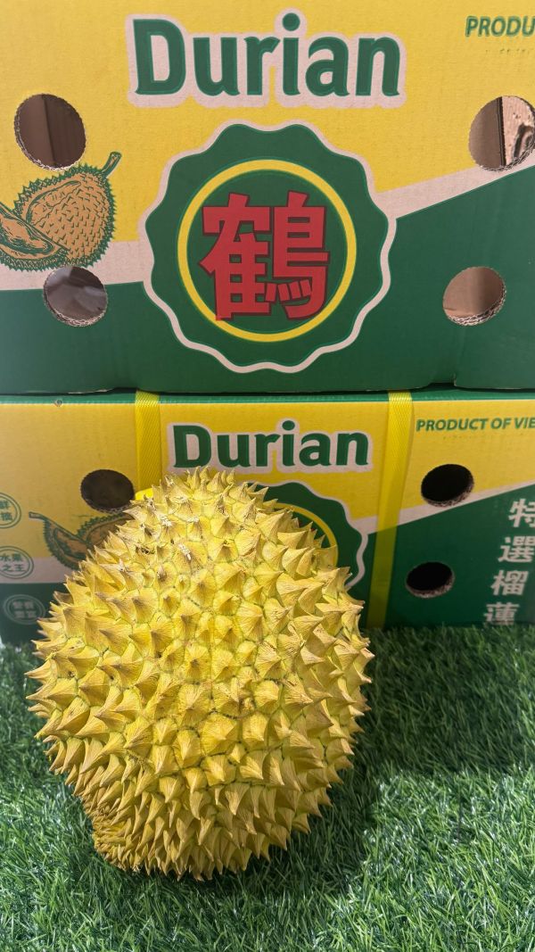 越南-金枕頭榴槤 