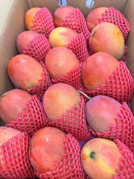 屏東-在欉愛文芒果 