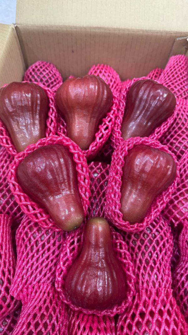 精品套袋甜-黑糖芭比蓮霧2斤 