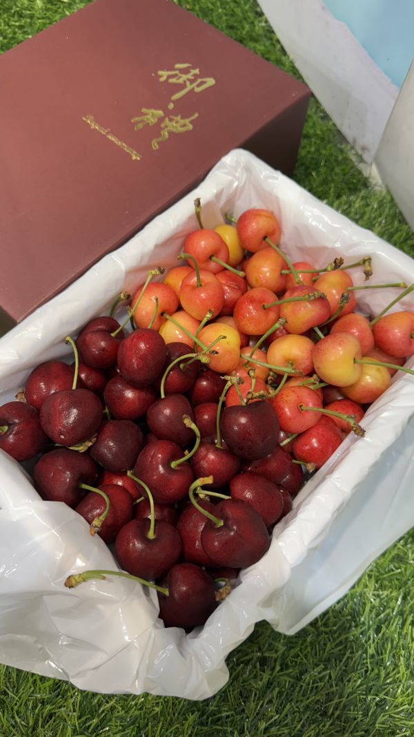 智利大顆雙色櫻桃（白紅3JD) 