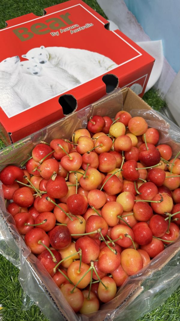 貨況美甜智利北極熊-空運白櫻桃3JD 