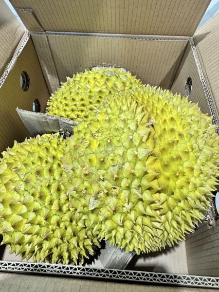 越南-金枕頭榴槤 