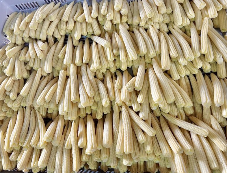 玉米筍(團購) 農會玉米筍,玉米筍功效,玉米筍種植,玉米筍產季,玉米筍全聯,紅鬚玉米筍.玉米,玉米筍,真空包裝玉米筍.新鮮玉米筍,玉米筍食譜,玉米筍的烹飪方法,玉米筍的選購建議,玉米筍的營養價值,玉米筍的健康益處,玉米筍的保存方法