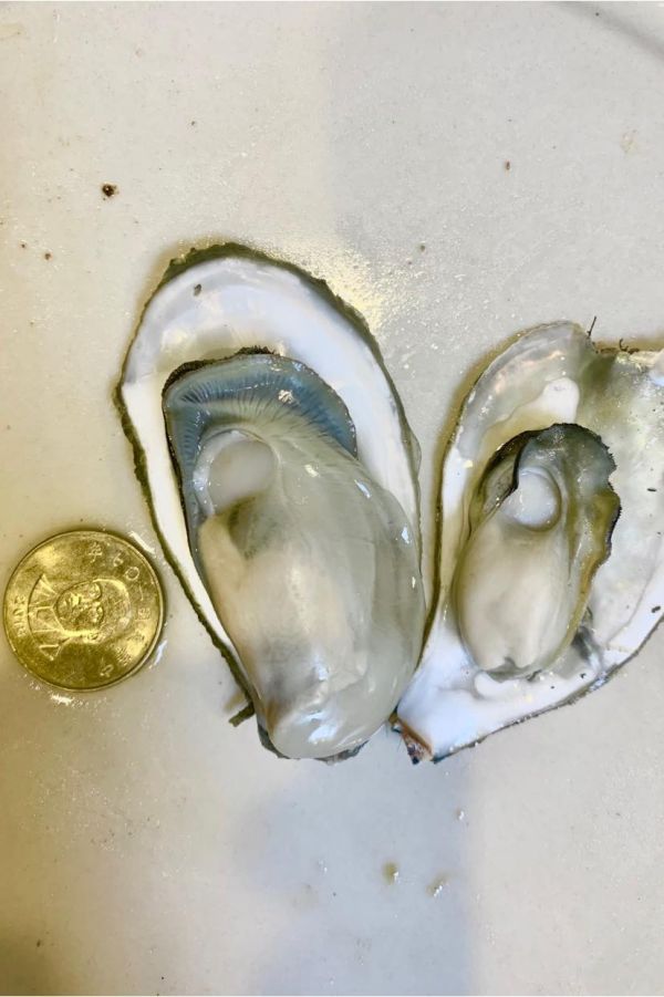 嘉義東石帶殼牡蠣(預購)限自取 嘉義東石帶殼牡蠣 
中秋烤肉必吃
烤肉食材