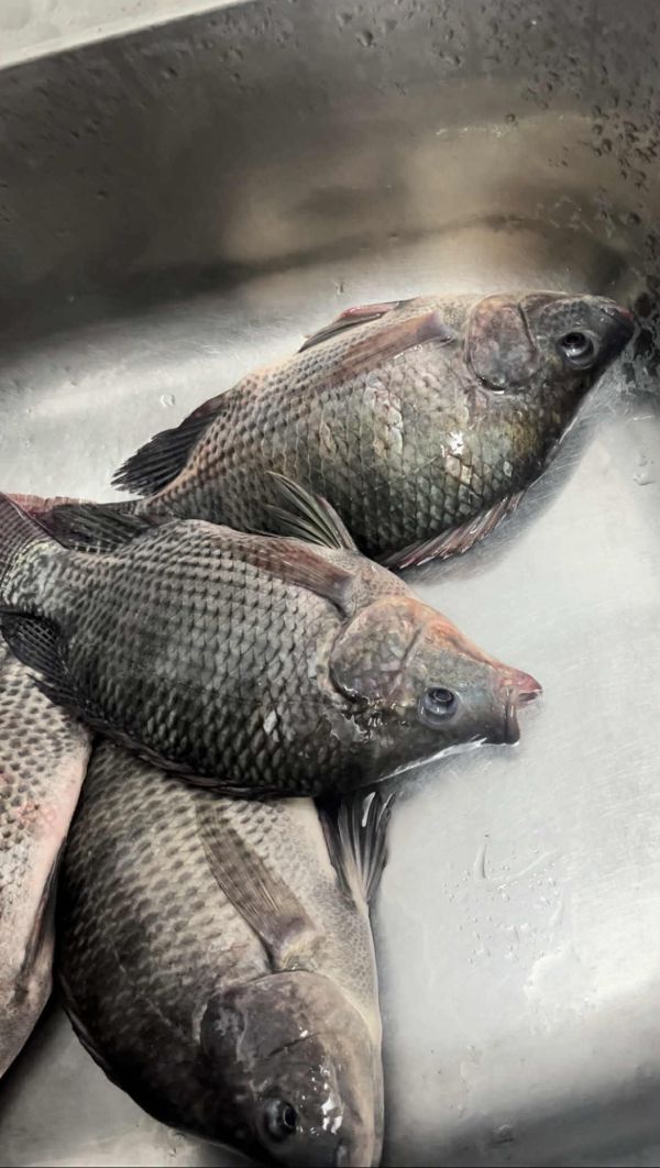 吳郭魚(沒打鱗片) 2-3人烤肉推薦組合 中秋烤肉首選 烤肉食材