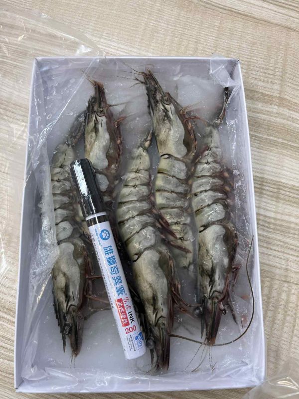馬來西亞草蝦 