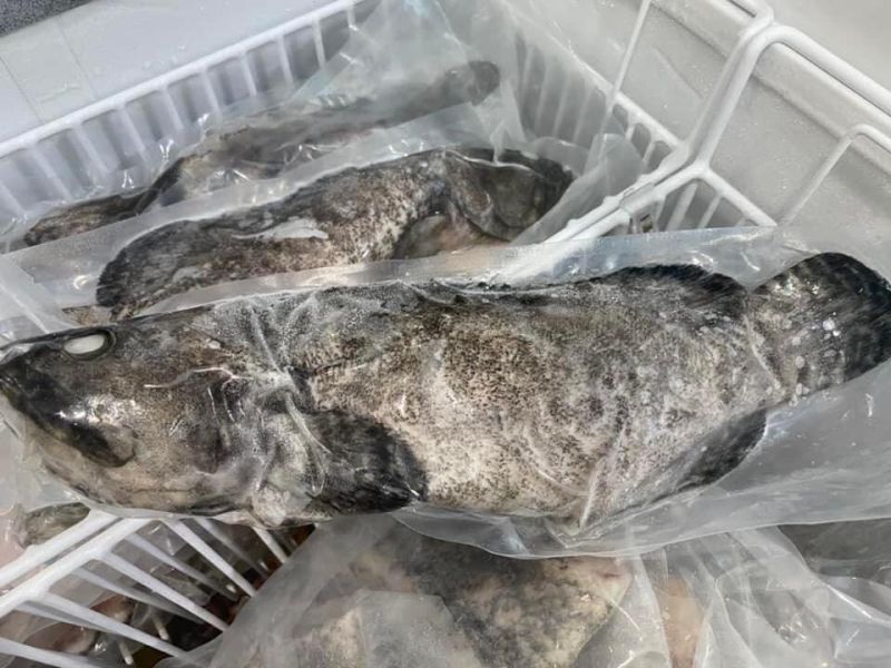 (三去)龍虎石斑魚 